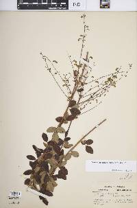 Desmodium ciliare image