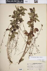 Desmodium ciliare image