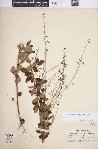 Desmodium ciliare image