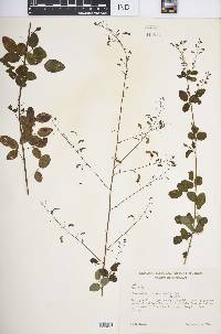 Desmodium ciliare image