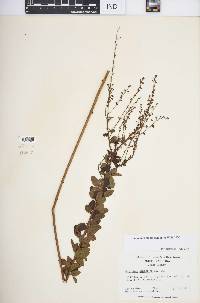 Desmodium ciliare image