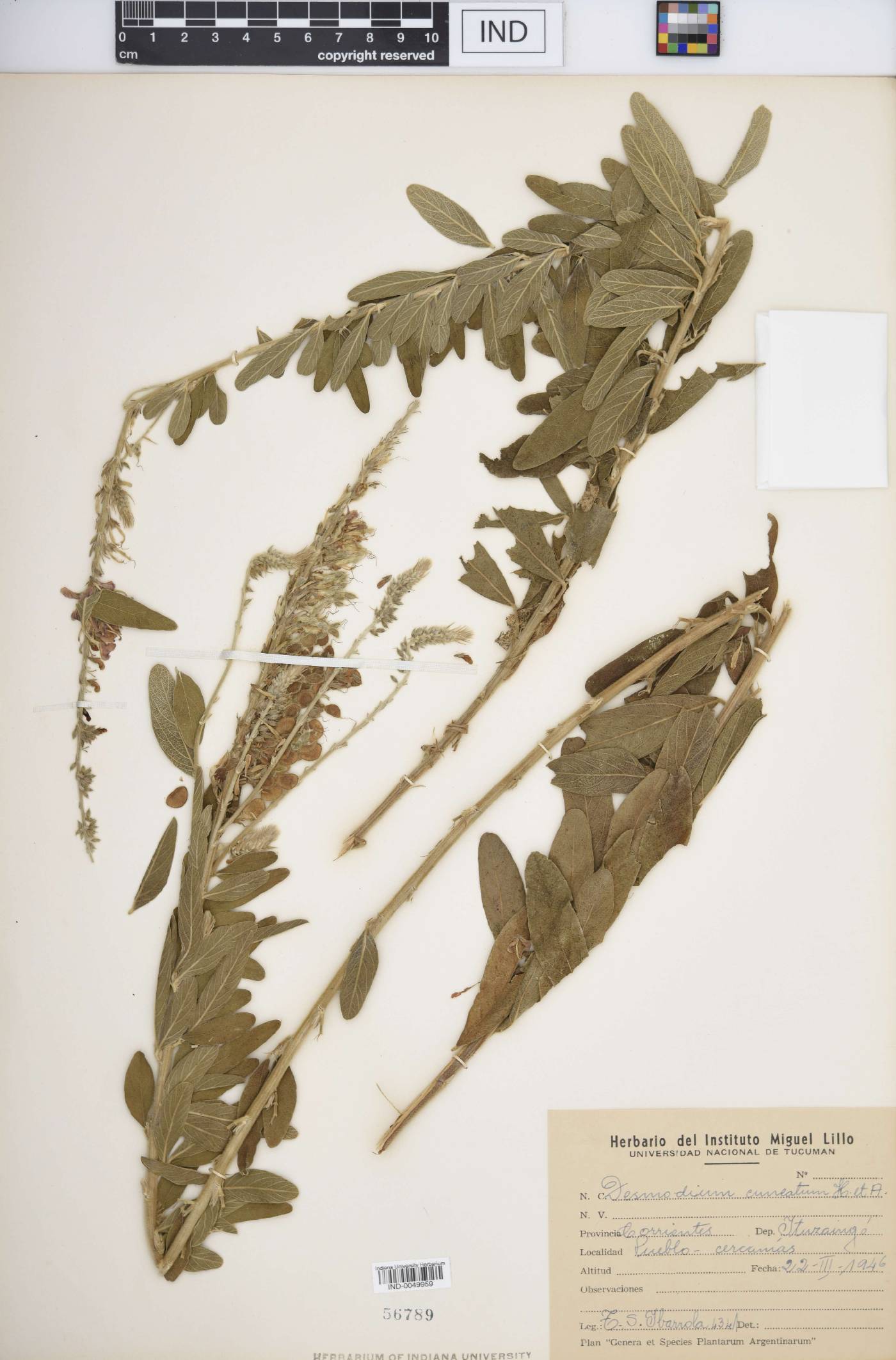 Desmodium cuneatum image