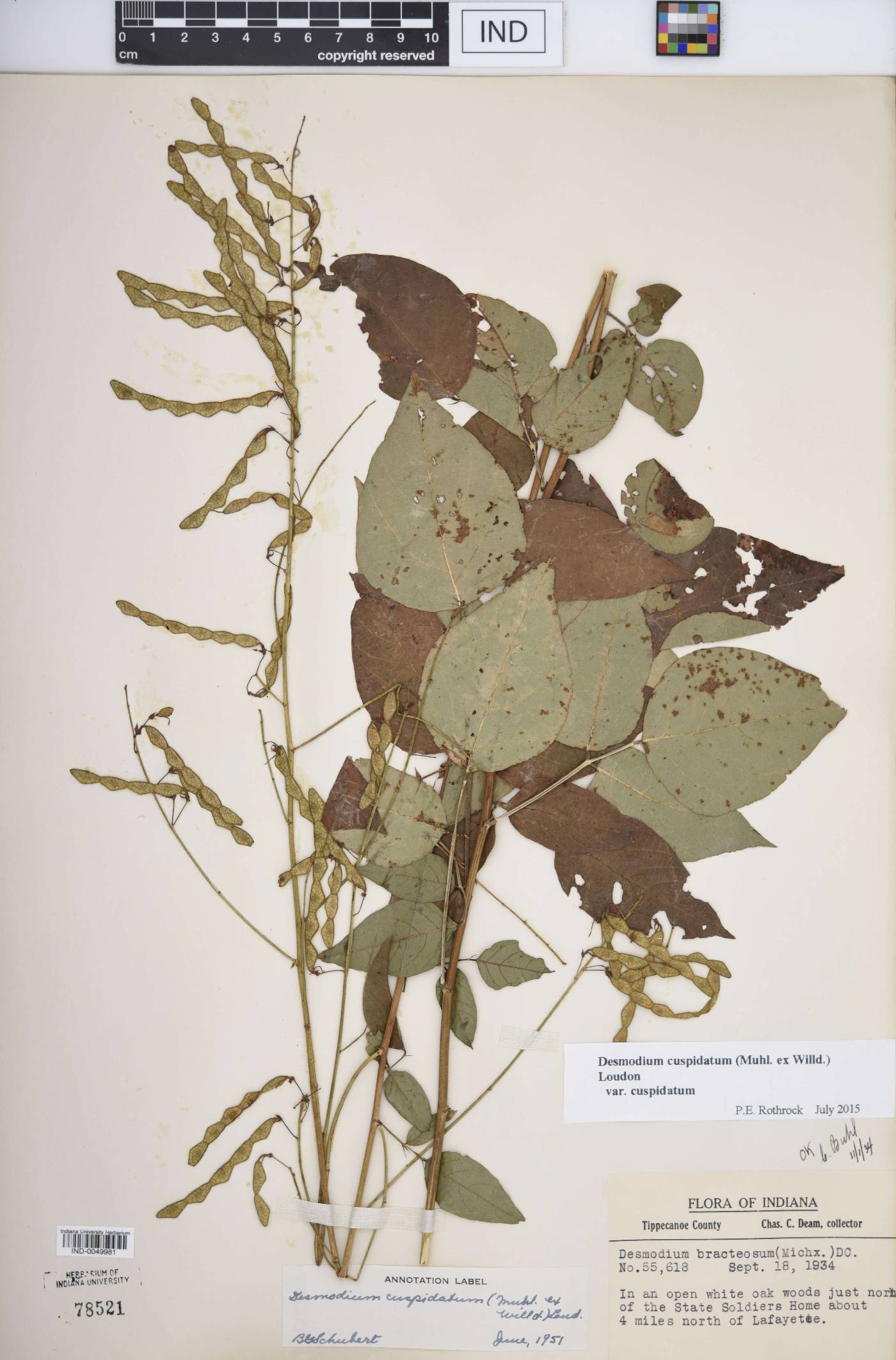 Desmodium cuspidatum var. cuspidatum image