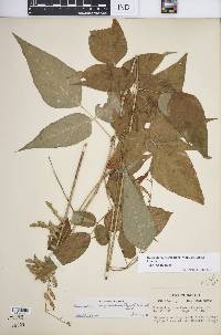 Desmodium cuspidatum var. cuspidatum image