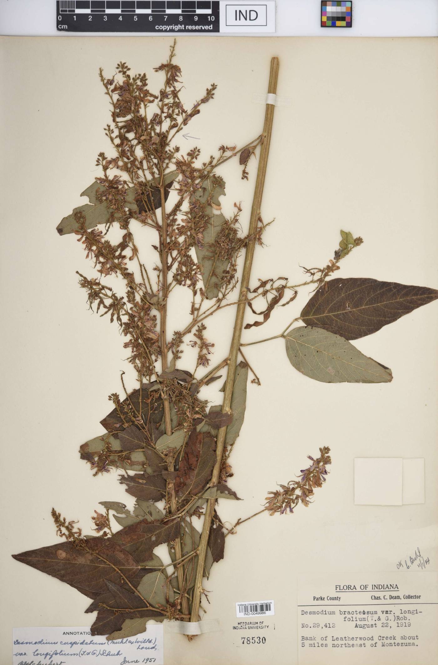 Desmodium cuspidatum var. longifolium image