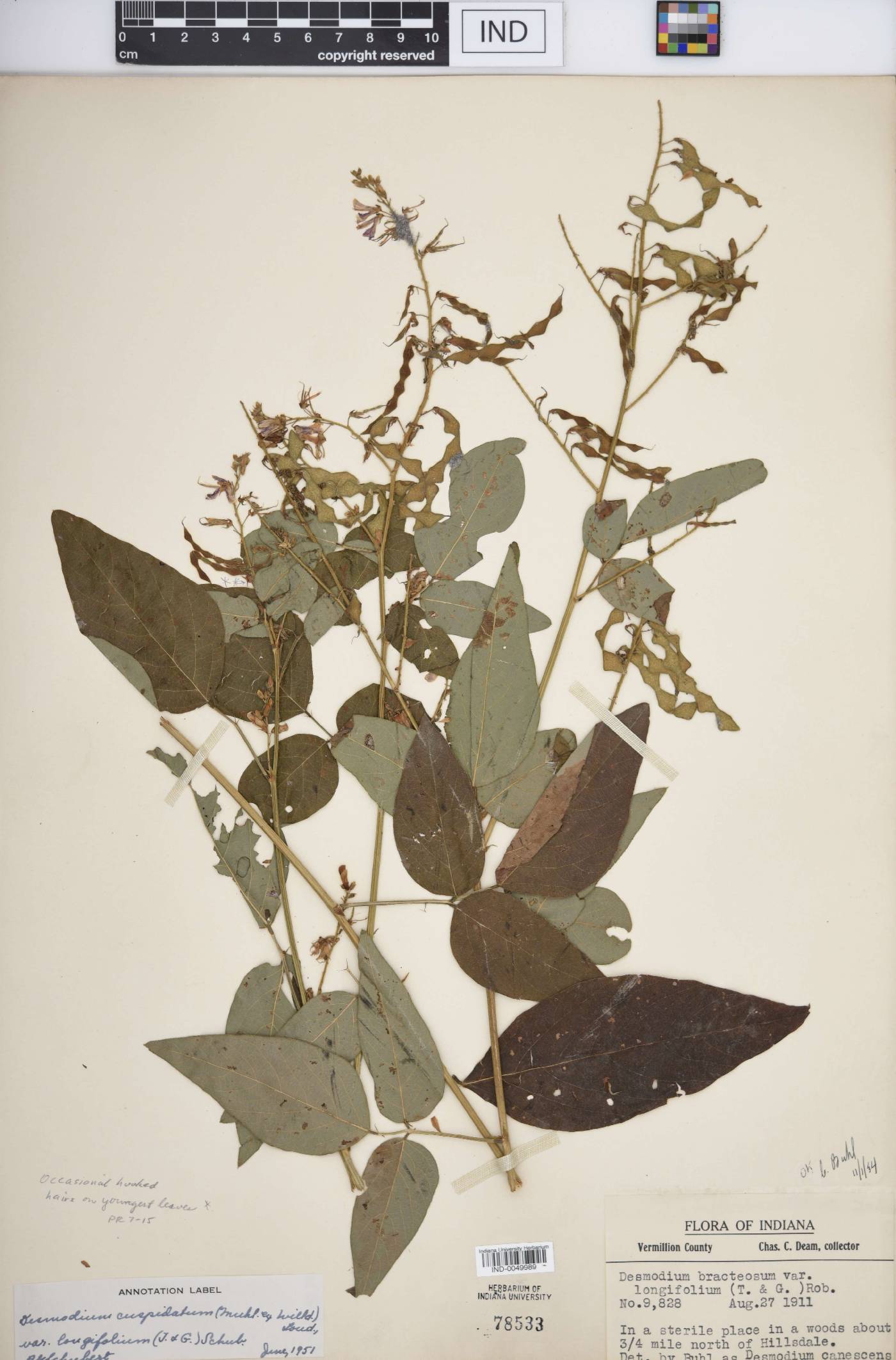 Desmodium cuspidatum var. longifolium image