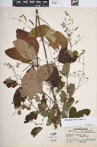 Desmodium glabellum image