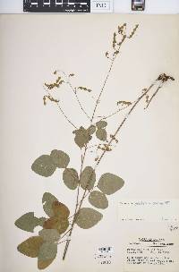 Desmodium glabellum image