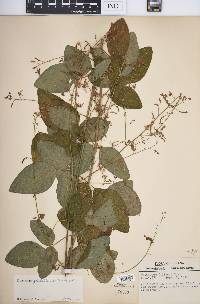 Desmodium glabellum image