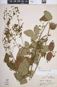 Desmodium glabellum image