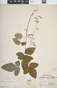 Desmodium glabellum image