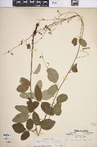 Desmodium glabellum image