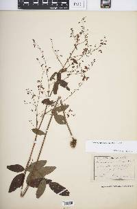 Desmodium glabellum image