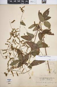 Desmodium glabellum image