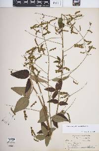 Desmodium glabellum image