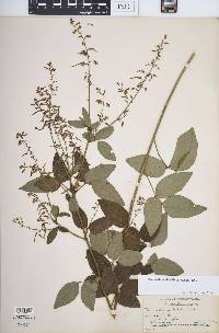 Desmodium glabellum image