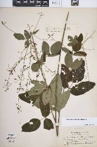 Desmodium glabellum image