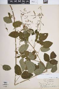 Desmodium glabellum image