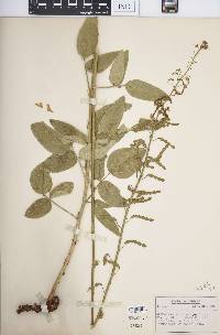 Desmodium illinoense image