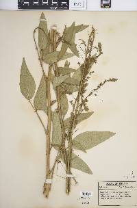 Desmodium illinoense image