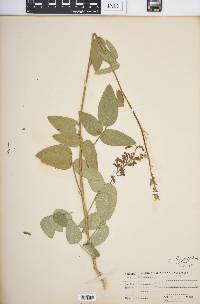 Desmodium illinoense image