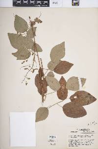 Desmodium laevigatum image