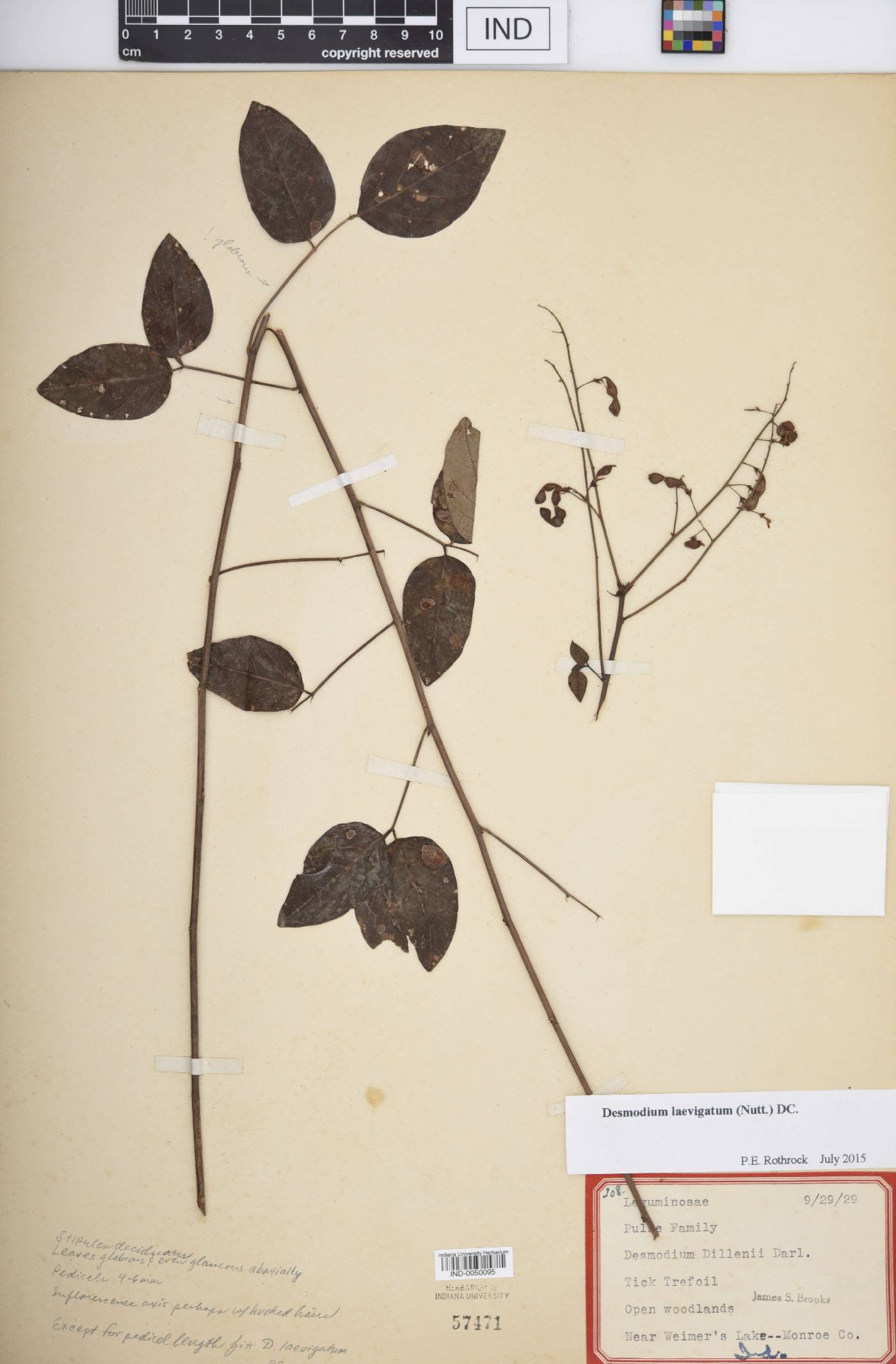 Desmodium laevigatum image