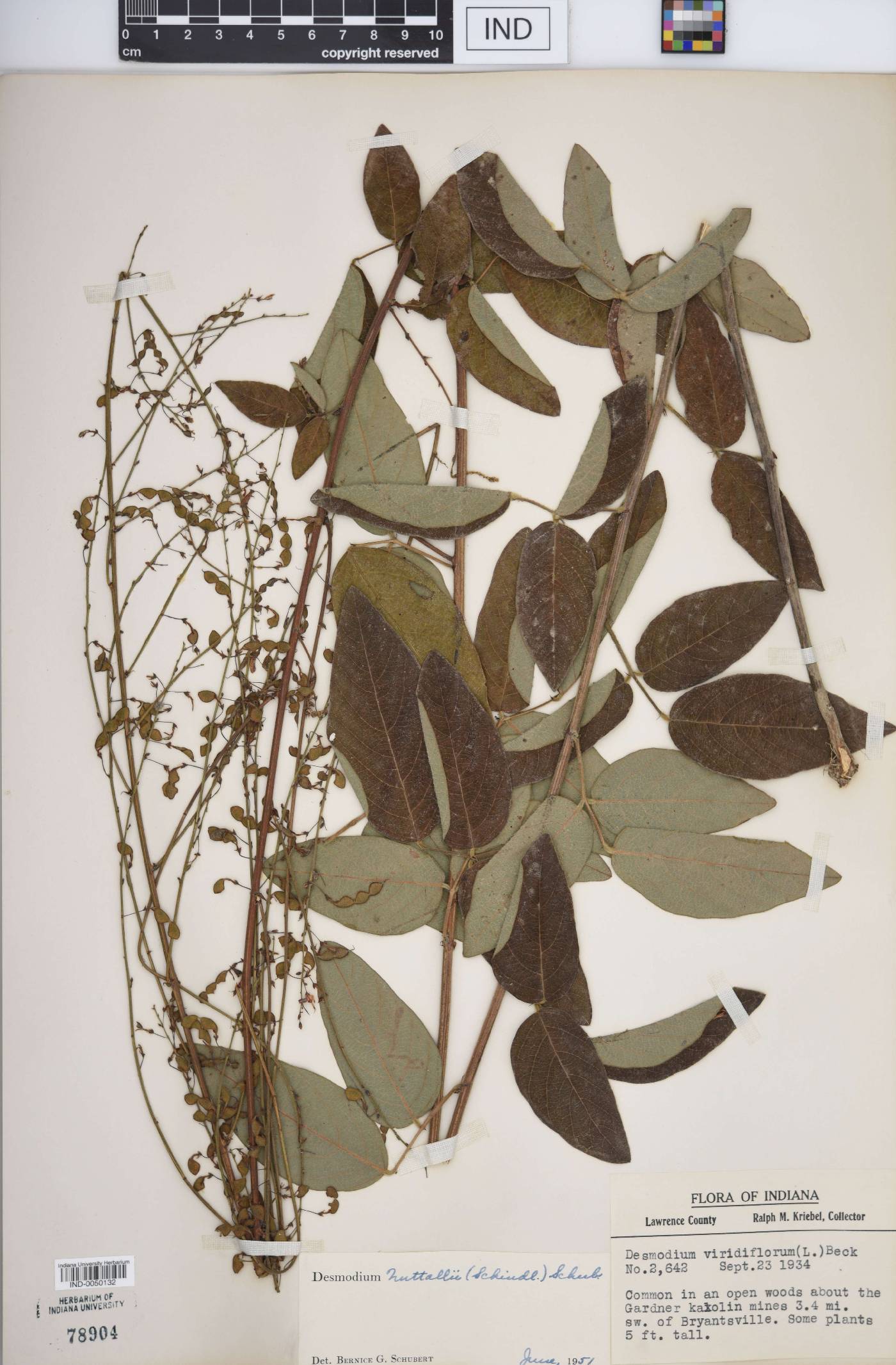 Desmodium nuttallii image