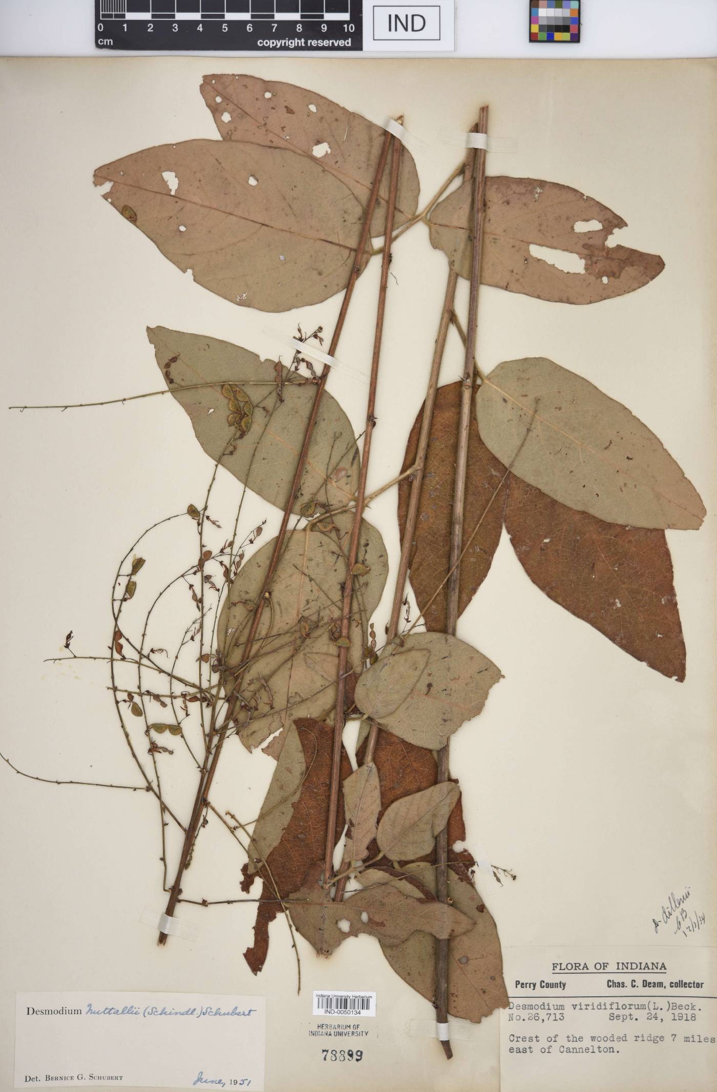 Desmodium nuttallii image