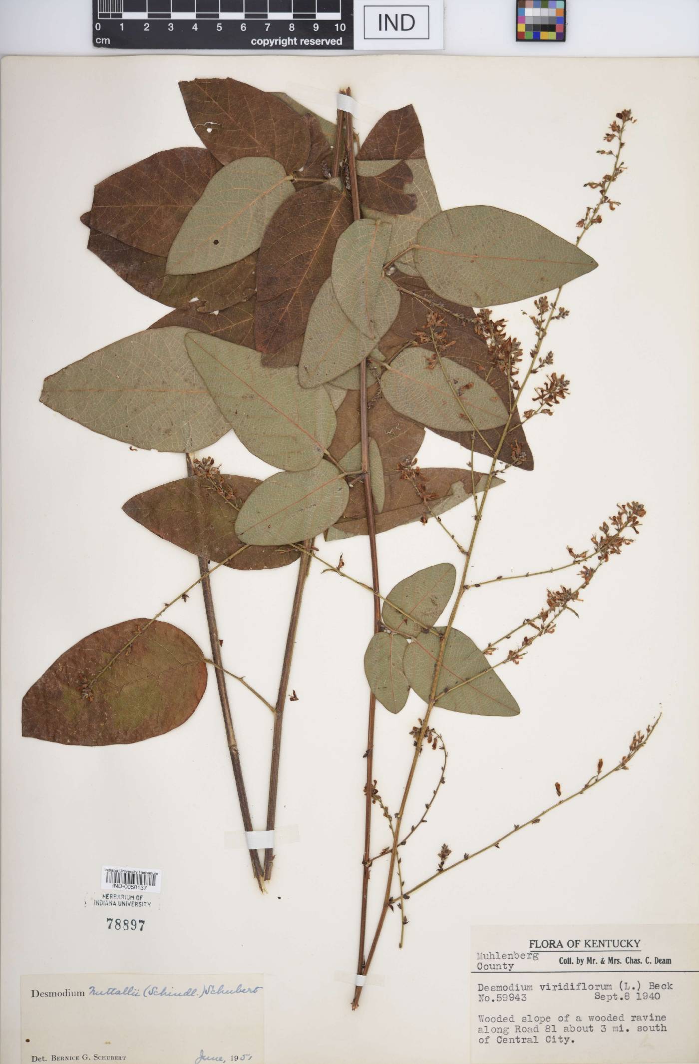 Desmodium nuttallii image