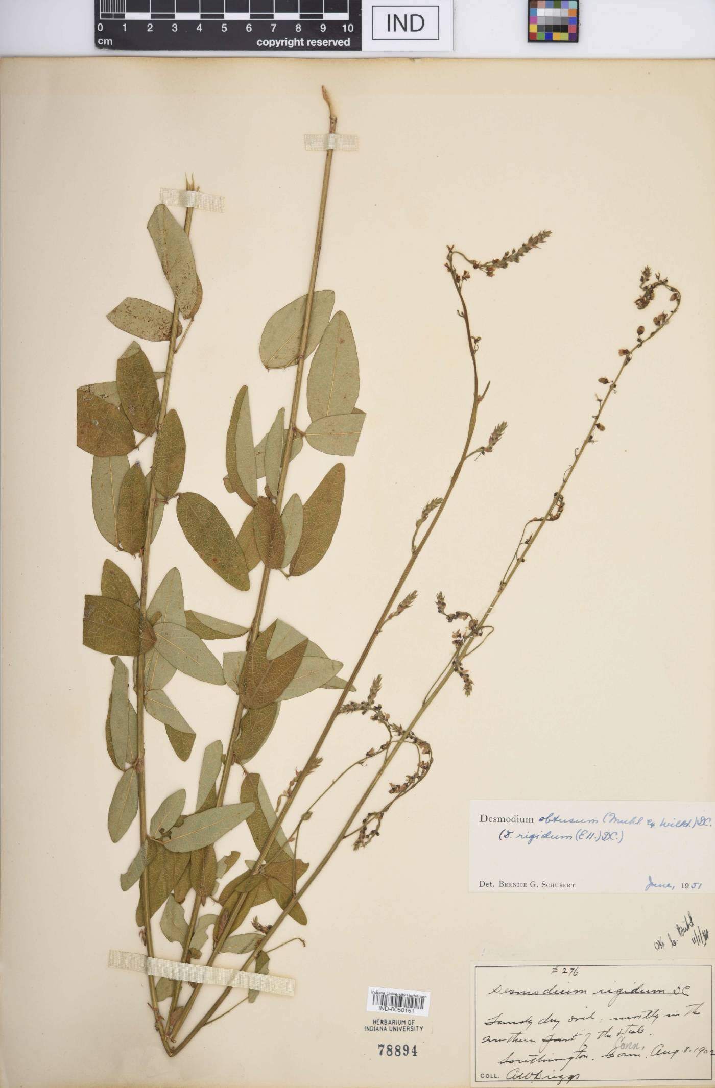 Desmodium obtusum image