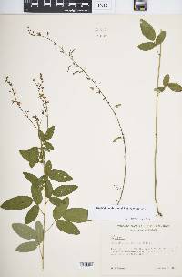 Desmodium obtusum image