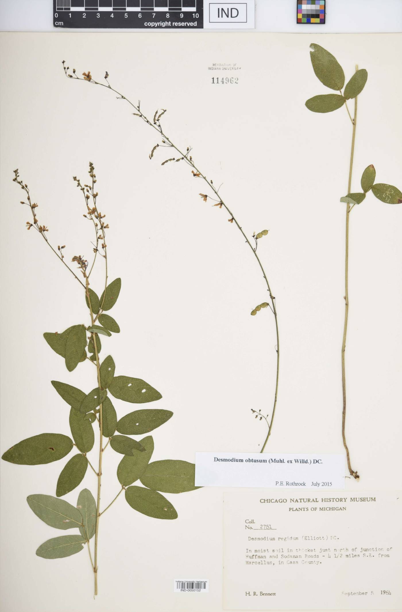 Desmodium obtusum image