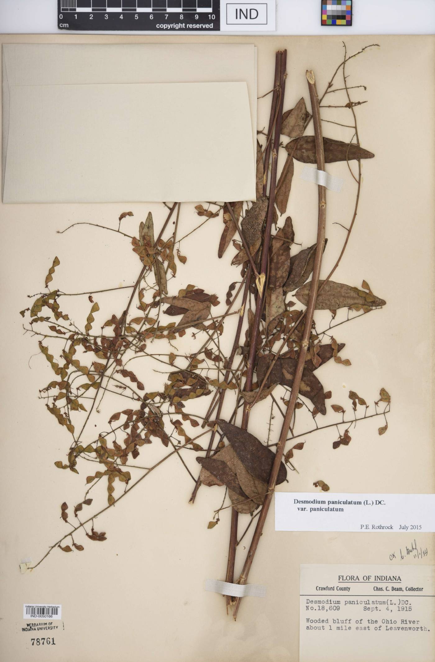 Desmodium paniculatum var. paniculatum image