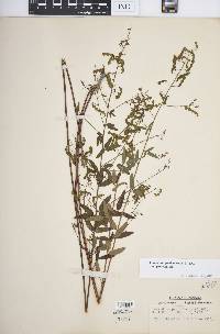 Desmodium paniculatum var. paniculatum image