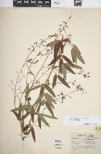 Desmodium paniculatum var. paniculatum image