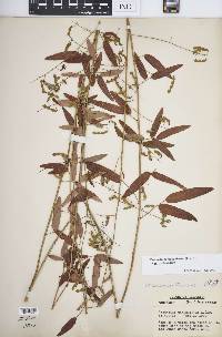 Desmodium paniculatum var. paniculatum image