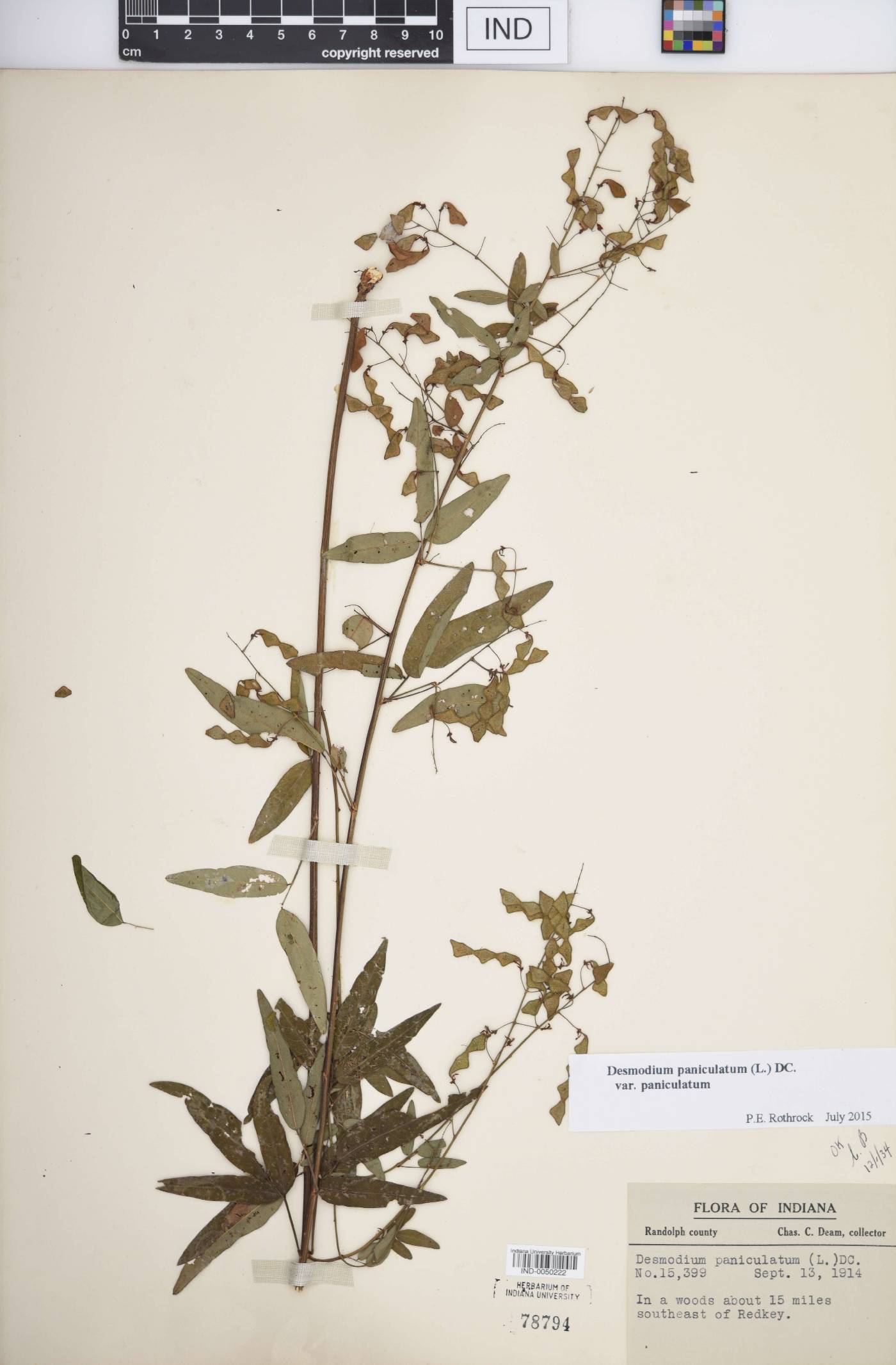 Desmodium paniculatum var. paniculatum image