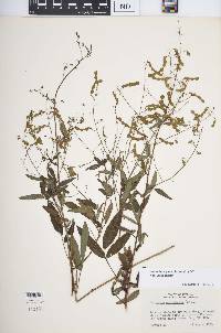 Desmodium paniculatum var. paniculatum image