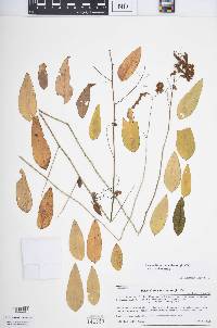 Desmodium paniculatum var. paniculatum image