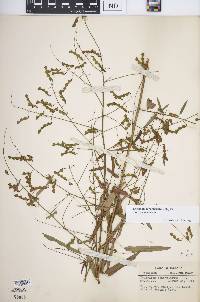 Desmodium paniculatum var. paniculatum image