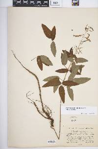 Desmodium paniculatum var. paniculatum image