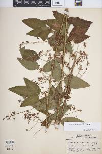 Desmodium perplexum image