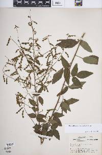 Desmodium perplexum image