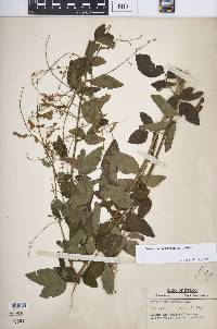 Desmodium perplexum image