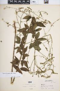 Desmodium perplexum image