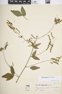 Desmodium perplexum image