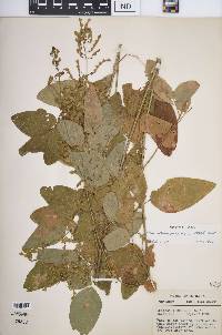 Desmodium perplexum image