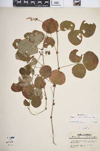 Desmodium rotundifolium image