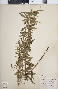 Desmodium sessilifolium image